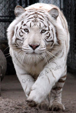 Load image into Gallery viewer, Tiger Paw Print - 6 Colors
